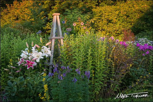 'Zambesi' & 'Stargazer' Oriental Hybrid Lilies with wooden tuteur